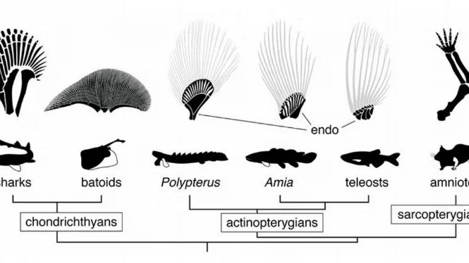 From Gut to Steel: The Dialectic of Organic and Inorganic Music Technology
