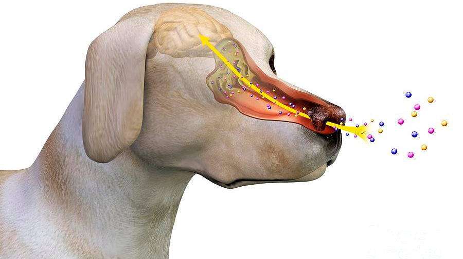 The Puppy Scientist and Machine Instincts