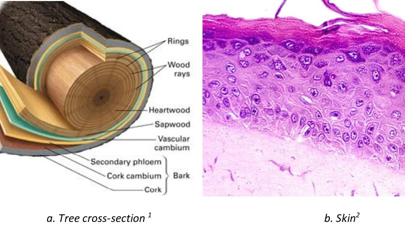 Nature’s Gradients: The Violin Bridge and the Art of Transition