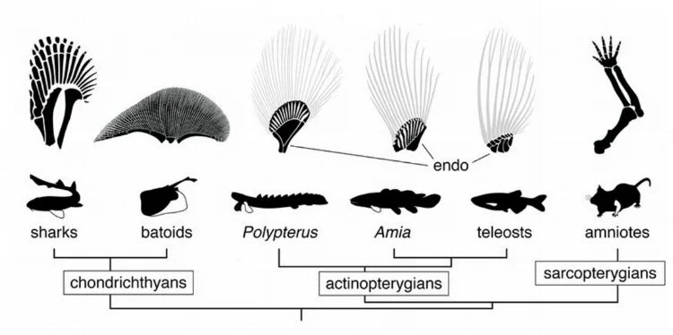 From Gut to Steel: The Dialectic of Organic and Inorganic Music Technology