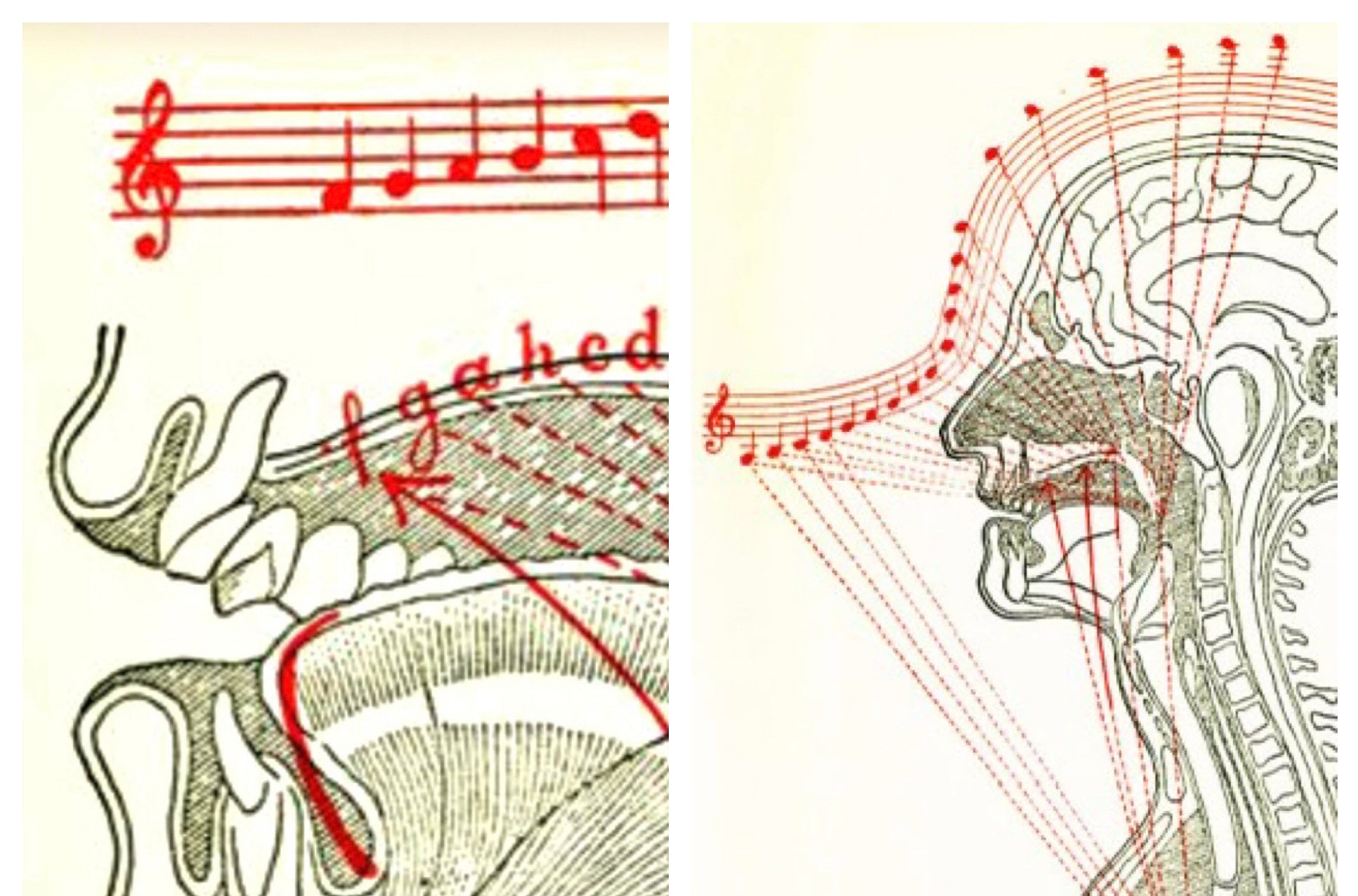 The Ideal of Sound: Organic Evolution, Material Science, and the Dialectic of Power in the Violin Family