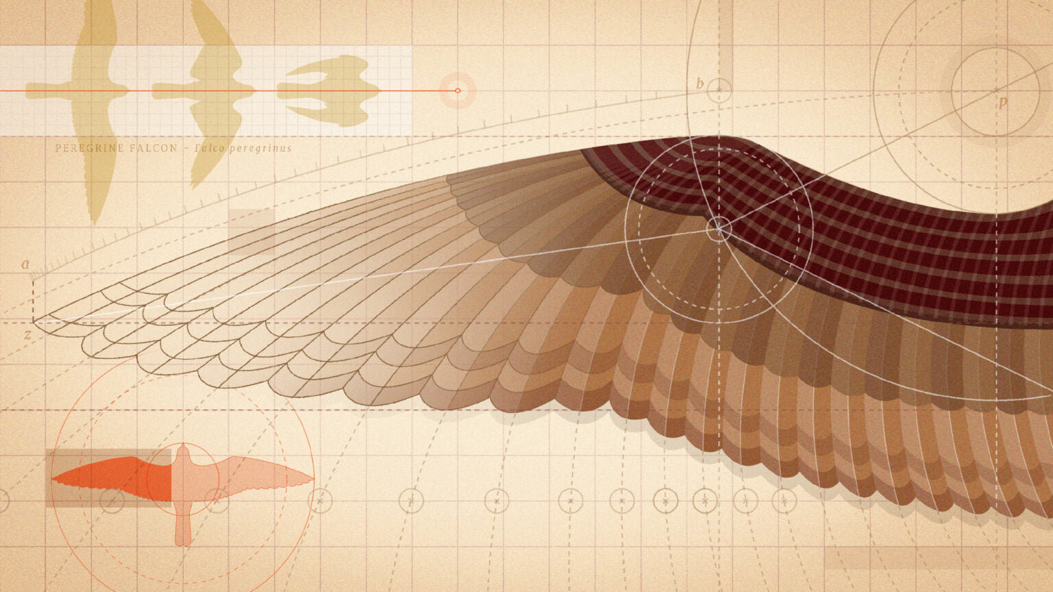 How to Grow a Violin: The Sonic Anatomy of Man
