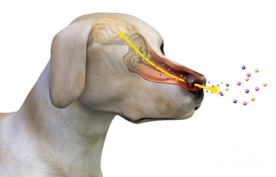 The Puppy Scientist and Machine Instincts