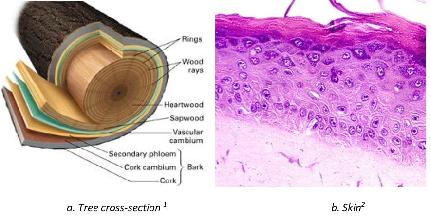 Nature’s Gradients: The Violin Bridge and the Art of Transition